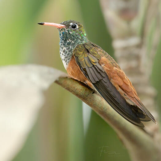 Hummingbird Costa Rica
