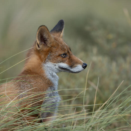 Fox in the Dutch dunes