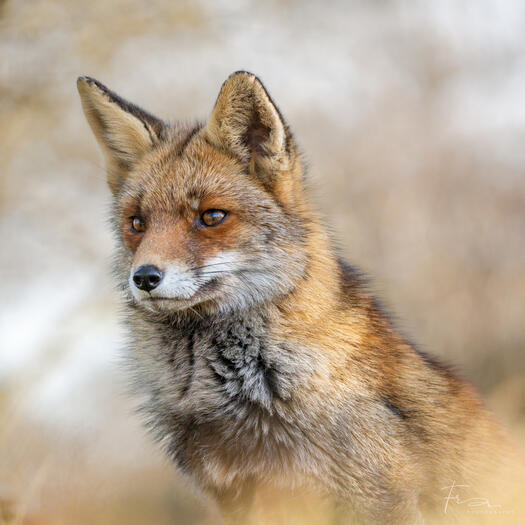 Fox in the winter
